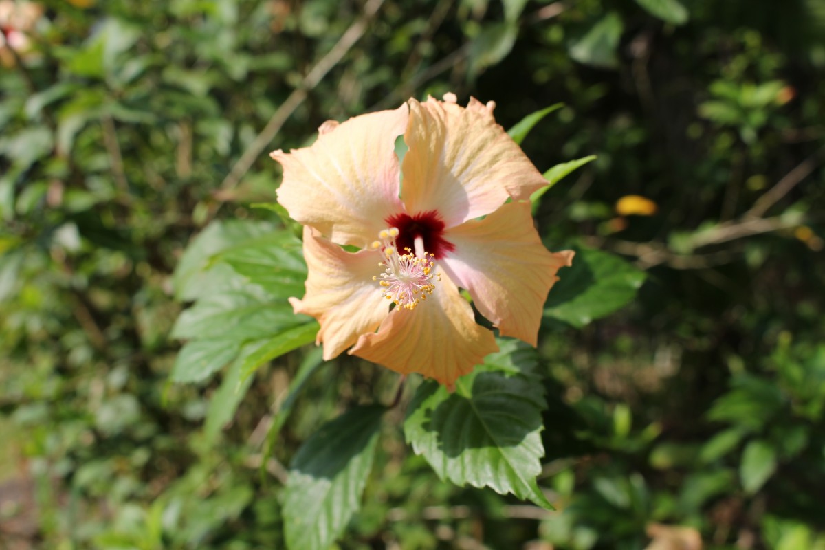 Hibiscus rosa-sinensis L.